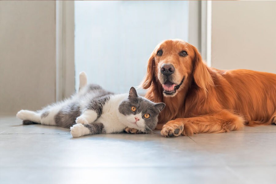 Compassionate Pet Euthanasia Services in San Angelo, TX Prickly Pear